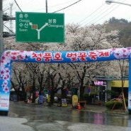 (제천 청풍호 벚꽃 축제)