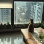 아침풍경과 햇살 아래 고양이
