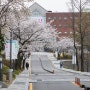 천안 아산 벚꽃 구경하기 좋은 곳. 순천향 대학교