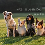 4/21 John's Dog 좐네강아지 퍼피클래스 모집