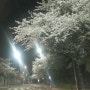 왜 밤에 벚꽃 구경을 가는걸까?