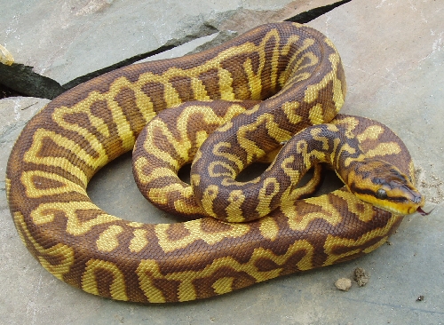 Wall ( Woma python X Ball python ) 워마파이톤 X 볼파이톤 : 네이버 블로그