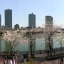 석촌호수 벚꽃축제