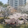 벚꽃 명소 성남 탄천 벚꽃길 산책 후 구미동 오리역 맛집 이화수전통육개장 탐방