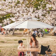 밀양 벚꽃캠핑 #2 (벚꽃 감성캠핑)