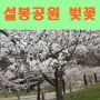 이천 벚꽃 가득핀 설봉공원 봄의 향기