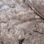 인천 벚꽃축제 가볼만한 3곳 이번 주말여행 어때?