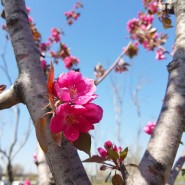 [송송이의 일상 #24] 봄꽃사진보고 모두들 기분좋은 하루 보내세요!