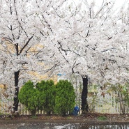 cherry blossom endding