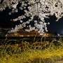 벚꽃이 한창이였던 상주 북천공원 야경