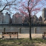4월 둘째주 주말 루즈벨트 아일랜드 (Roosevelt Island) / 센트럴 파트 (Central Park)