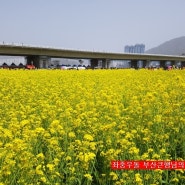 부산 가볼만한곳 : 낙동강 대저 유채꽃 축제에 다녀왔어요.