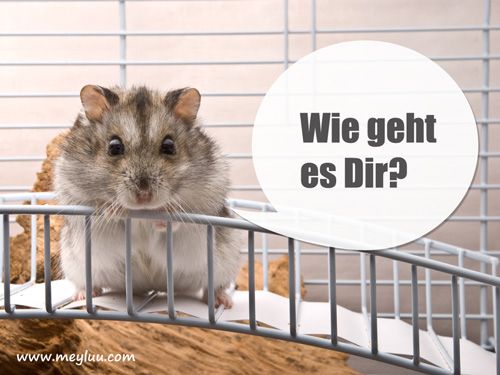 Get Wie geht es dir sprueche For Android