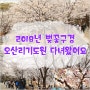 2018년 벚꽃구경은 오산리기도원에서 + 일산벚꽃 + 파주벚꽃