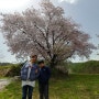 [2018.4.15] 한 그루의 벚나무