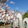 4월 중순의 벚꽃피는 금정산 (18.04.15)