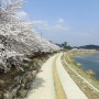 벚꽃이 한창이였던 문경시내 영강공원