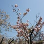후쿠오카 여행 > 벚꽃없는 벚꽃여행