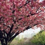 부산 유엔공원에서 겹벗꽃을보며 봄을 만끽