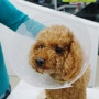 푸들 강아지 중성화수술 -최신외과장비로 수술을 빠르고 안전하게! 명지종합동물병원