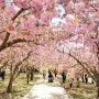 4월 가볼만한 곳 - 경주 불국사 겹벚꽃