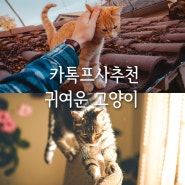 귀여운 고양이 배경화면 카톡 프사 추천