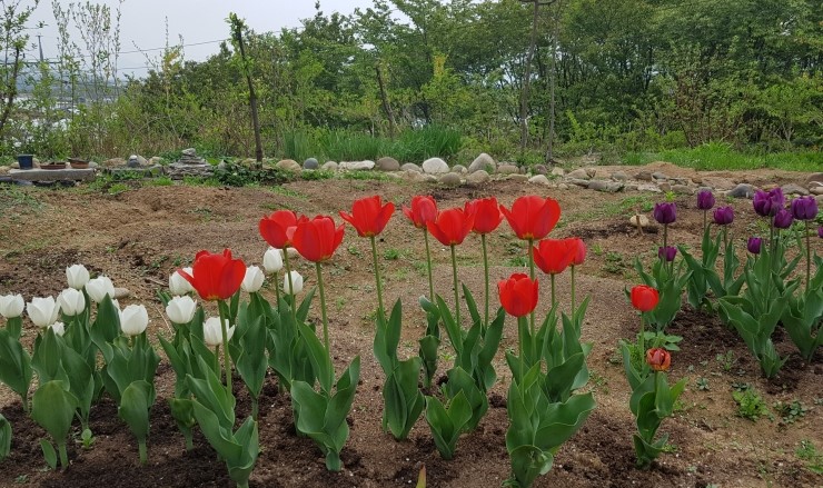 튜립 일기 : 네이버 블로그