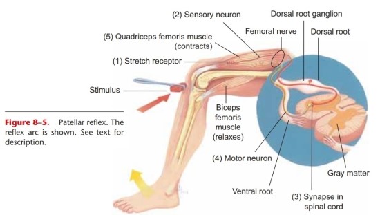 상호억제(reciprocal inhibition)와 자가억제(autogenic inhibition) : 네이버 블로그