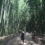 울산 태화강공원 십리대숲