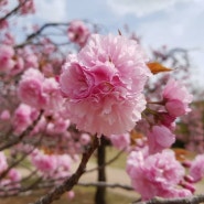 봄바람 경주 불국사 겹벚꽃 만나기 :)