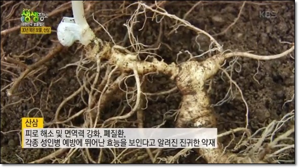 산삼배양근 비교및 확인 : 네이버 블로그