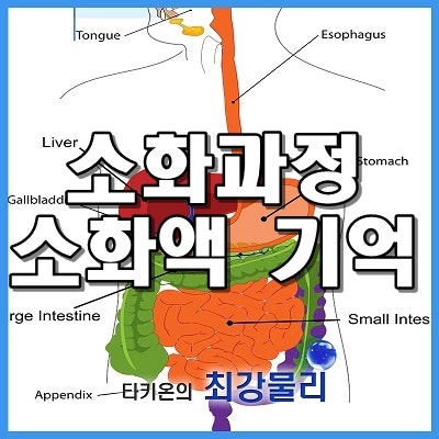 영양소의 소화과정 소화액(소화효소) 정리해서 기억하기 : 네이버 블로그