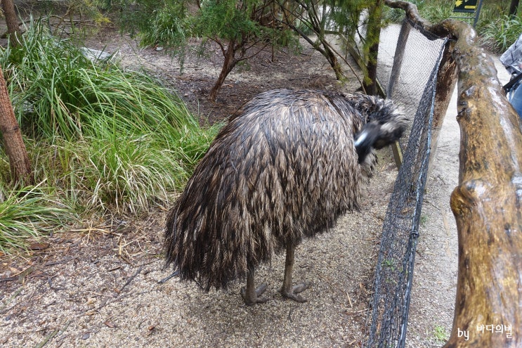 세계여행 D+220) 호주 멜버른 힐스빌 생츄어리(Healesville Sanctuary) - 캥....