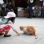 대만 허우통 고양이마을 스냅 (예스진지투어 갈때 허우통까지!)