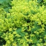 허브 - 레이디스 맨틀 (Lady’s Mantle) 여성을 위한 풀