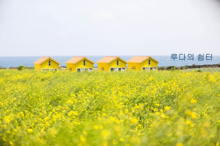 제주도 유채꽃 명소, 우도 유체꽃 노오란 꽃의 향연~~ : 네이버 블로그