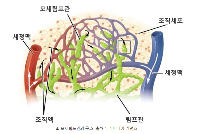 림프순환에 대해 : 네이버 블로그