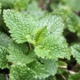 레몬밤(Lemon Balm) 멜리사(Melissa officinalis)