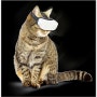 고양이장난감추천 VR고글 가상현실 "Cat VR ZOOS" 신기해!