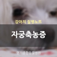 자궁축농증 _ Pyometra_암컷 강아지의 자궁질환인 자궁축농증에 대해 알아볼게요.