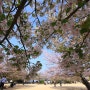 일본여행 벚꽃 만개한 마쓰야마성 봄풍경