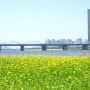한강 서래섬 유채꽃 풍경. 반포한강공원. 어느 바람부는 봄날의 한강변 풍경. 이촌한강공원
