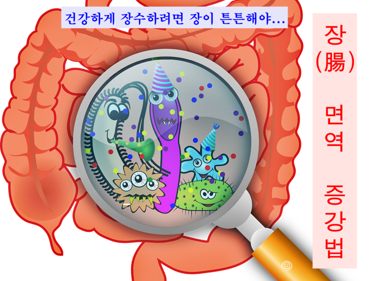 장(소장,대장)을 튼튼하게 지켜야 염증 질환에 대한 면역력 증가 : 네이버 블로그