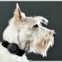 강아지 GPS 위치추적기 건강상태도 스마트하게!