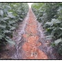 [군산시 농산물] 맛있는 찰토마토 가지 정리 작업