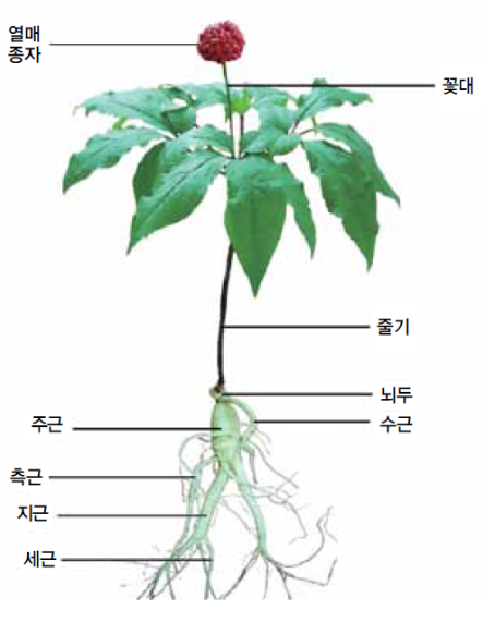 인삼해체와 부위별 명칭 : 네이버 블로그