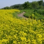 탄천 유채꽃밭 4000㎡ 노란 물결 출렁이고 있습니다