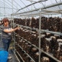 성주 흑목이버섯수확 판매시작합니다
