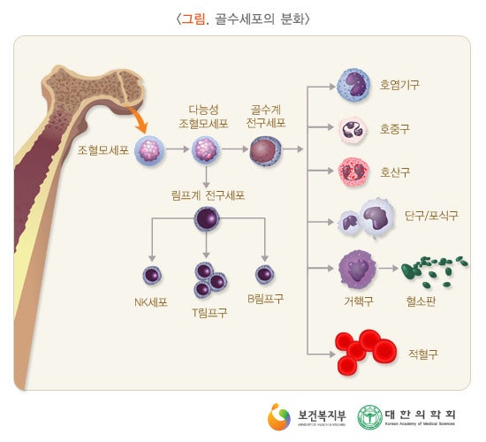 면역과 기 - 3. 방어막의 구성 3 : 네이버 블로그