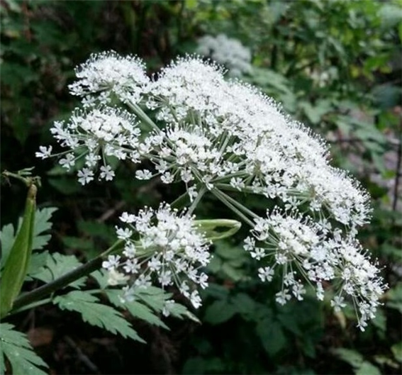 궁궁이 꽃 이야기 : 네이버 블로그